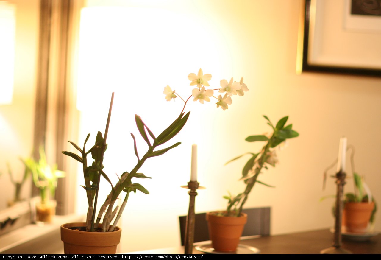 Aesthetic Ikebana Flower Arrangement