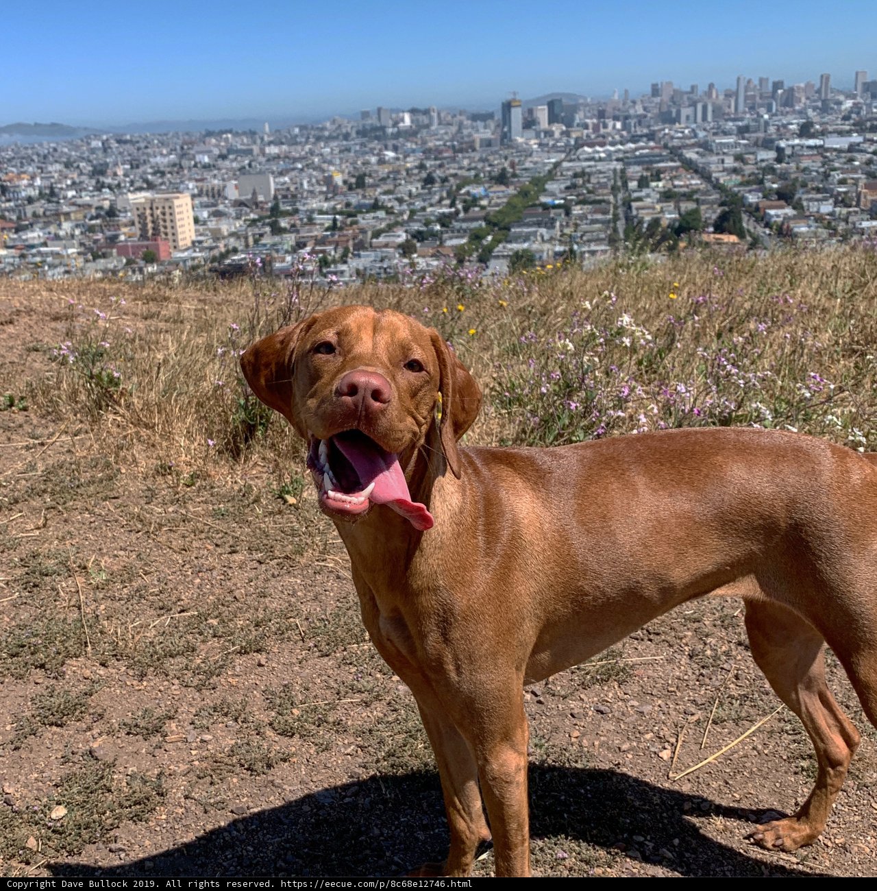 Majestic Vistas with Man's Best Friend