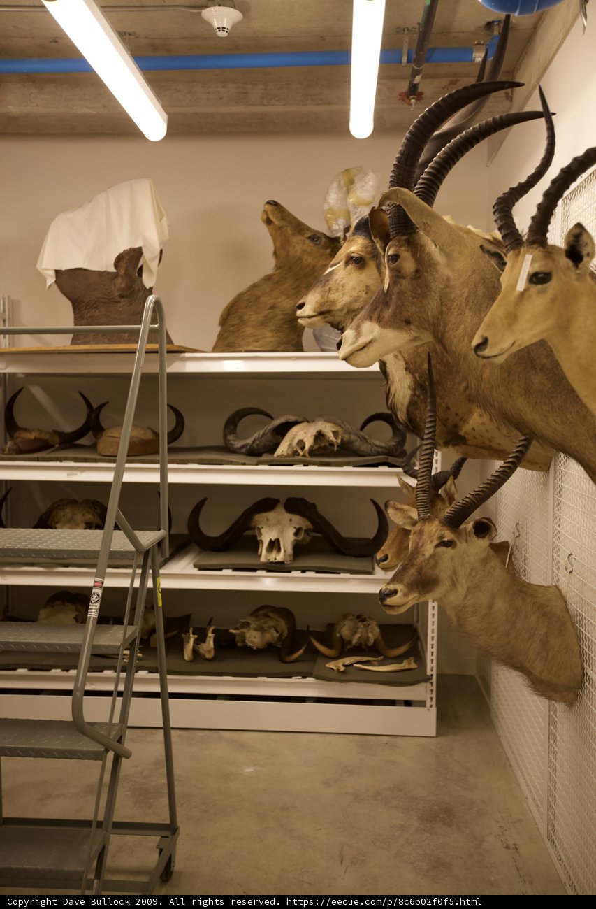 Trophy Room