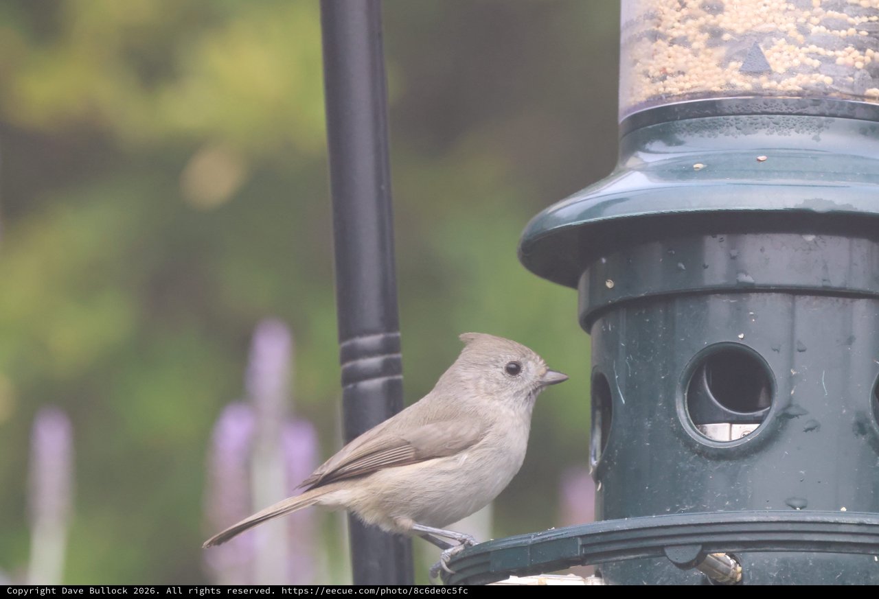 Small Bird Perched on Green Seed Feeder