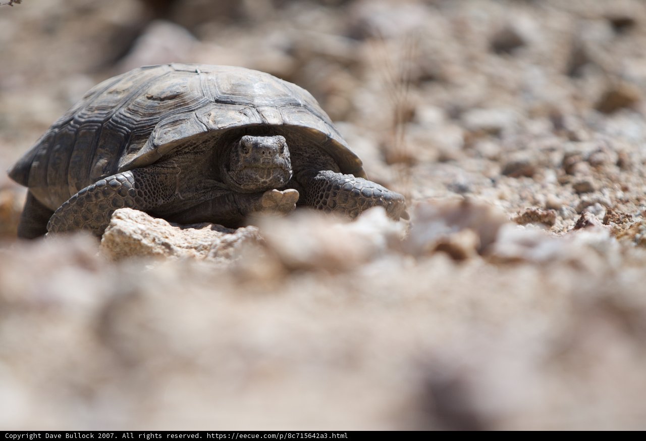 Rocky Path for Tortoise