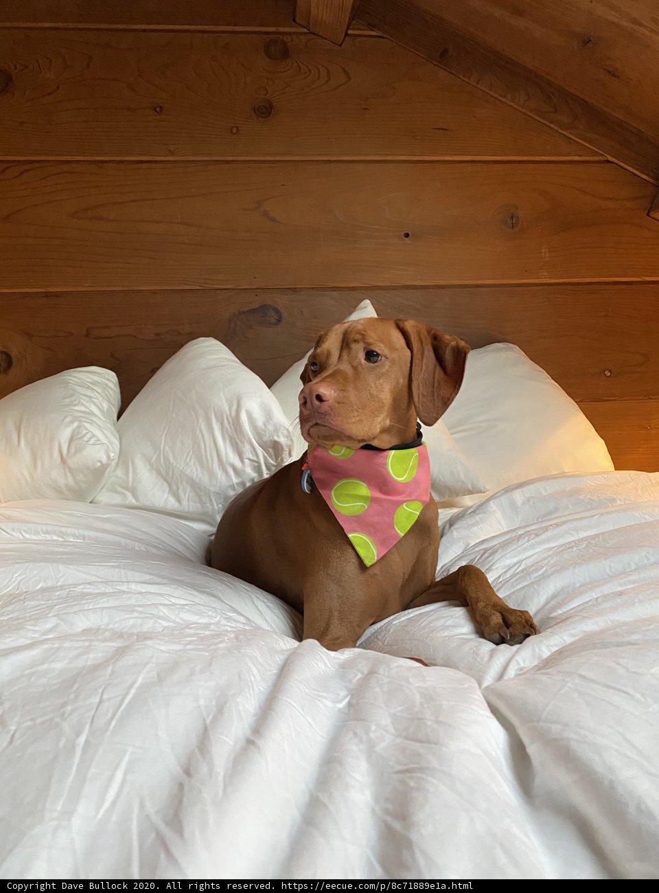 Cozy Vizsla