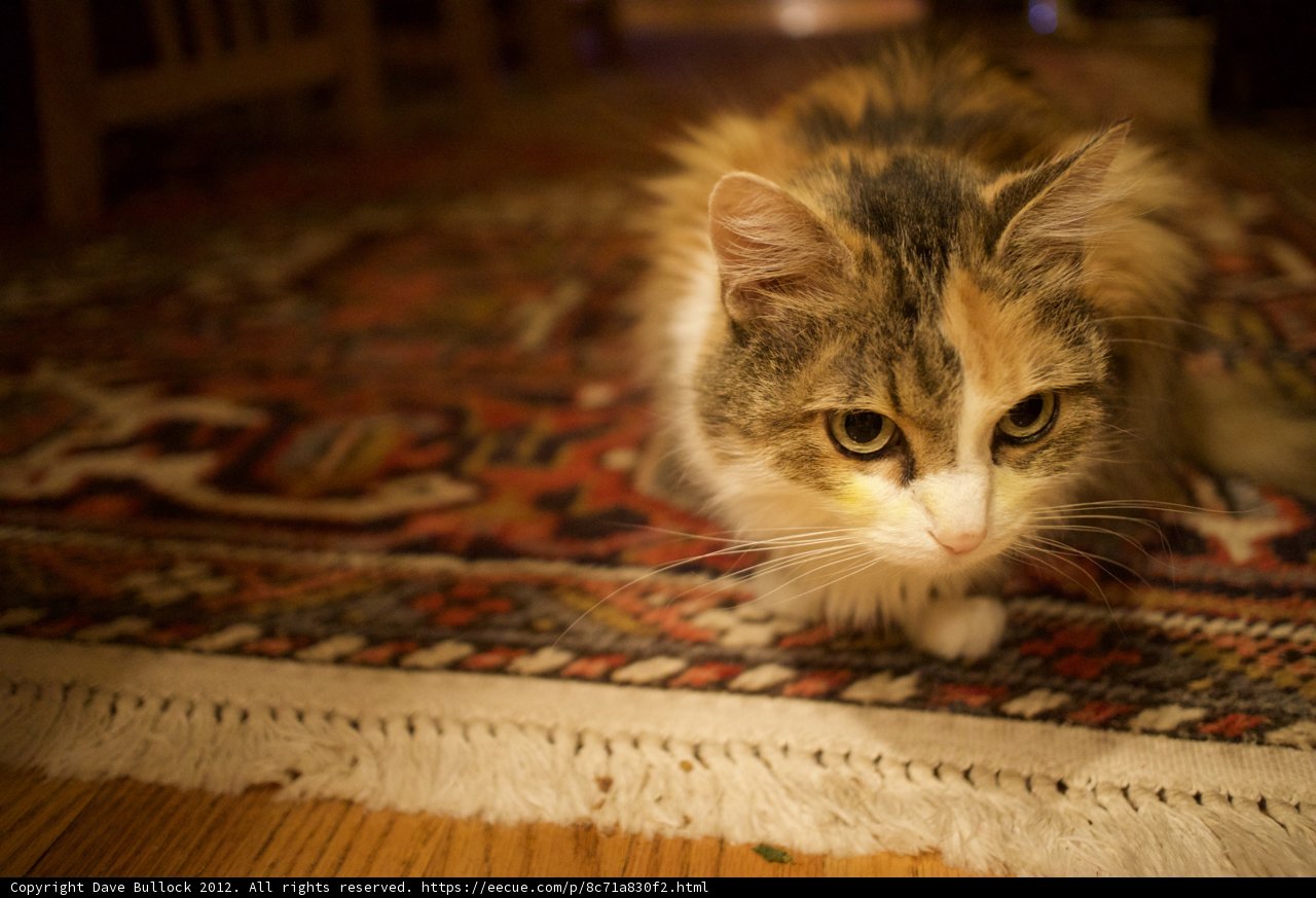 Purrfectly Content on Hardwood Floor