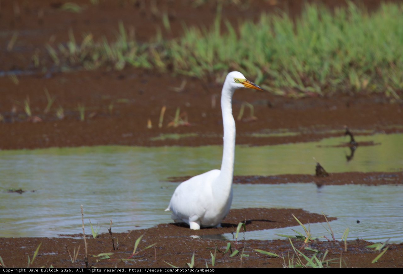 Great Egret Wading in Shallow Wetland Waters
