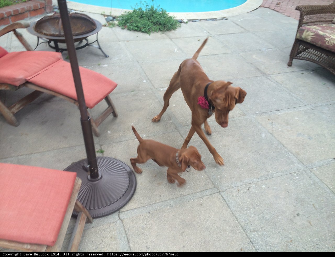 A Walk on the Flagstone Patio