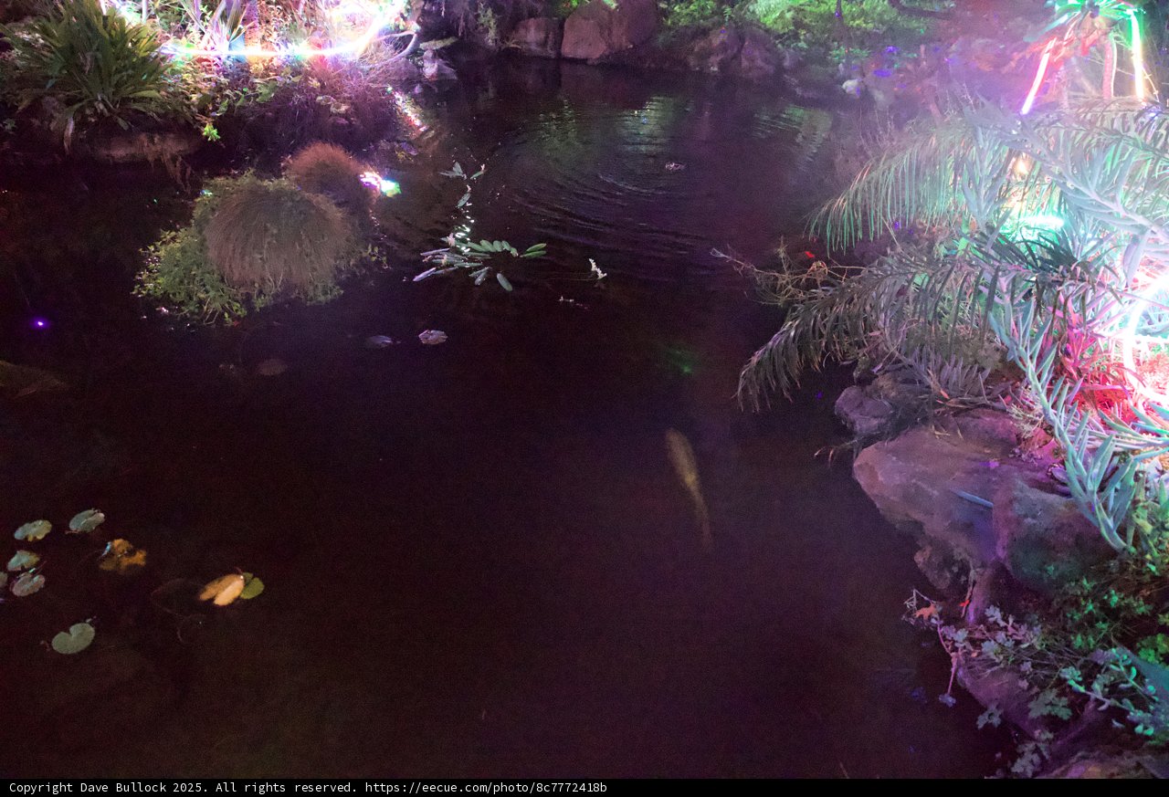 Enchanted Evening at the Pond