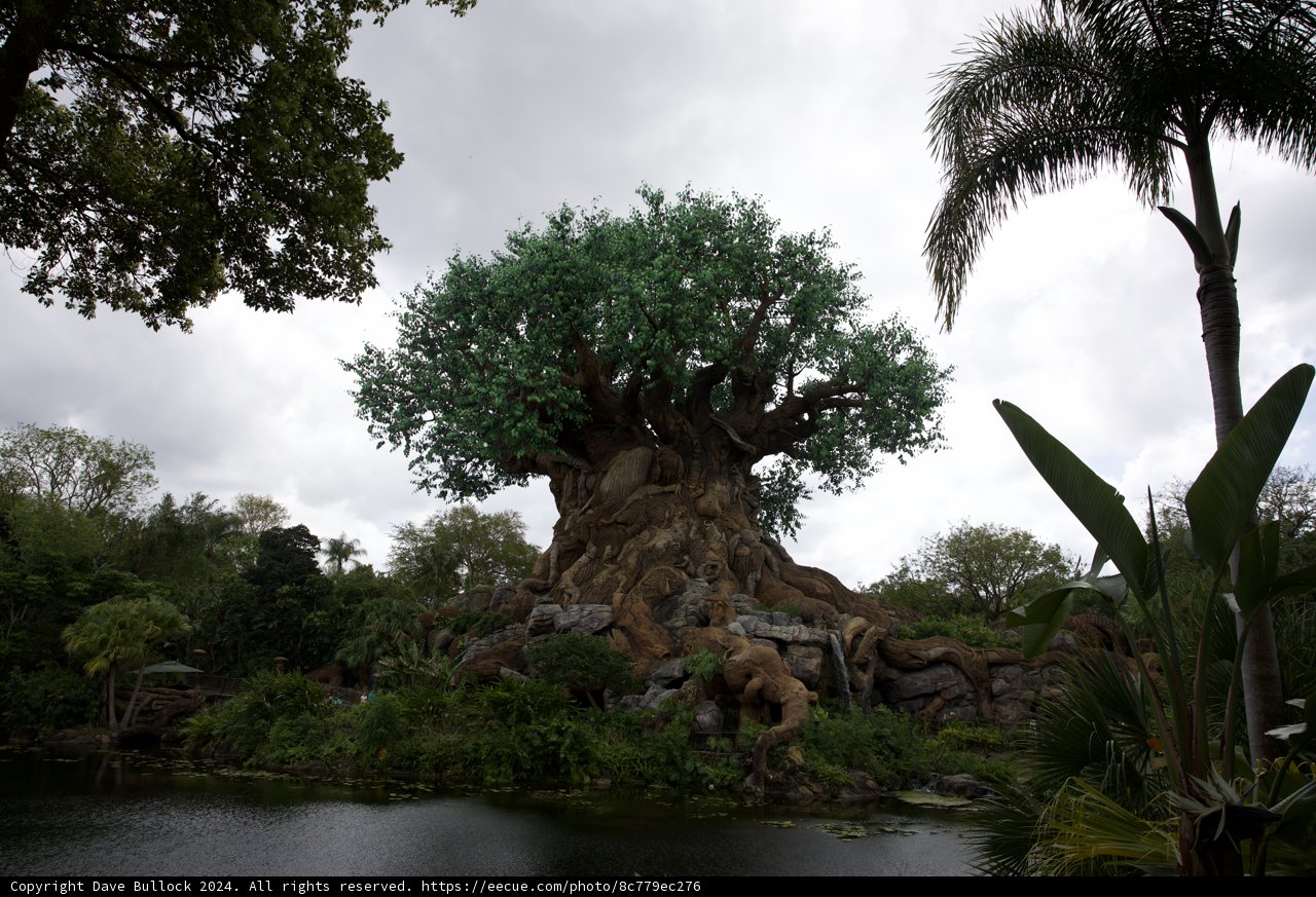 Marveling at the Majestic Tree of Life