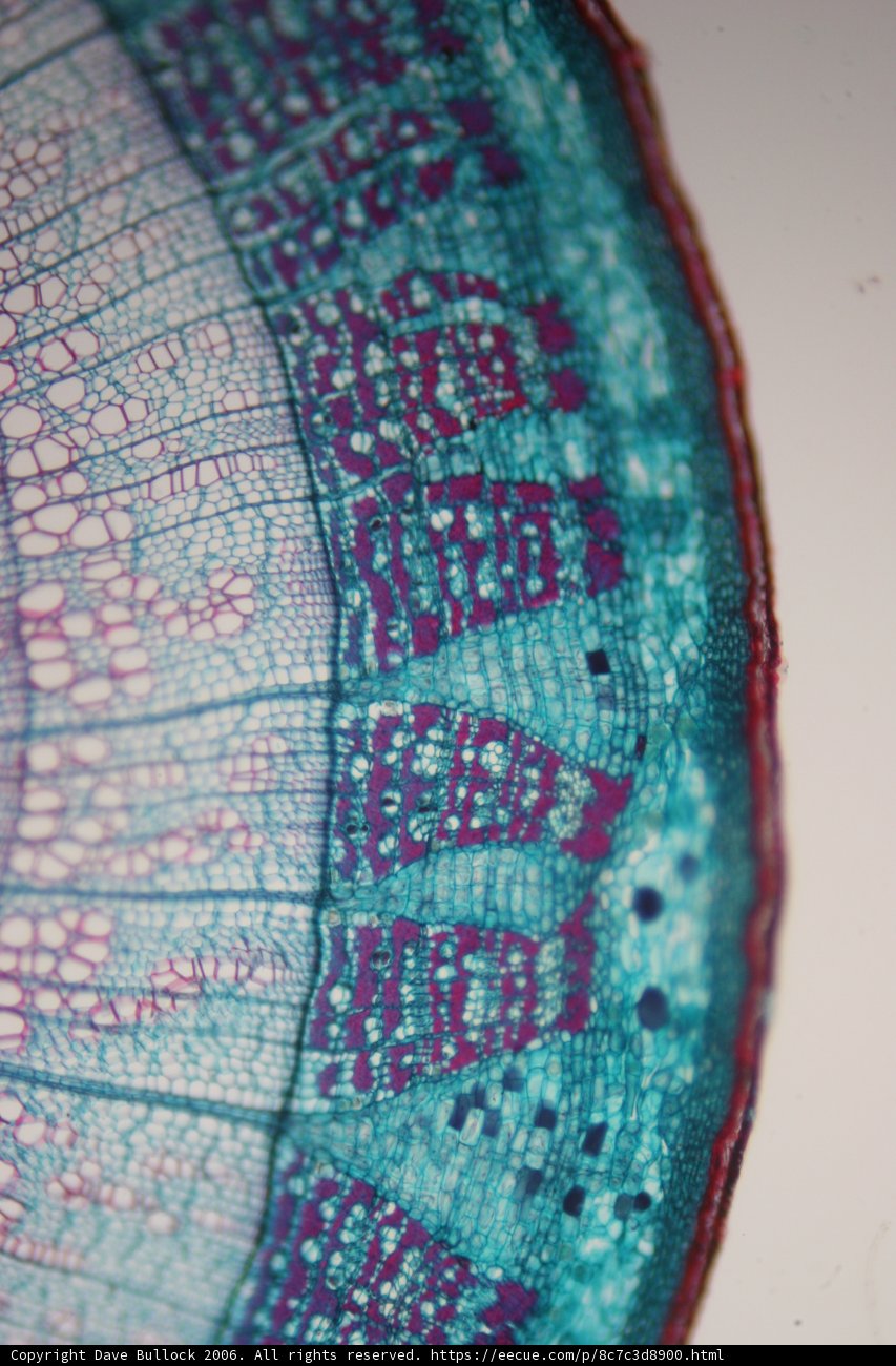 The Intricate World Within: A Close-Up of a Plant Cell