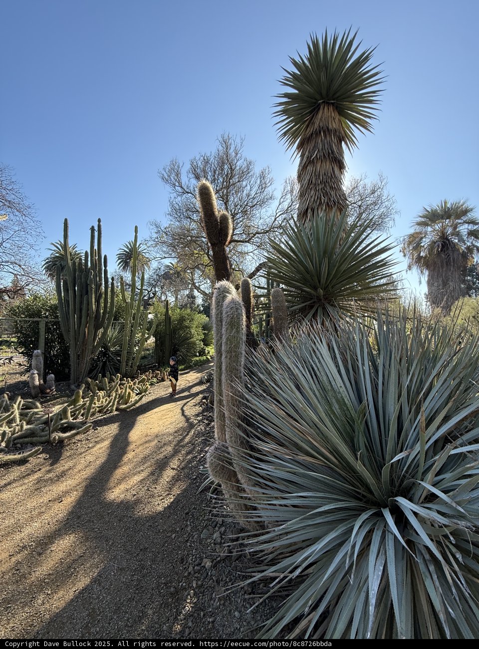 Desert Oasis Walk