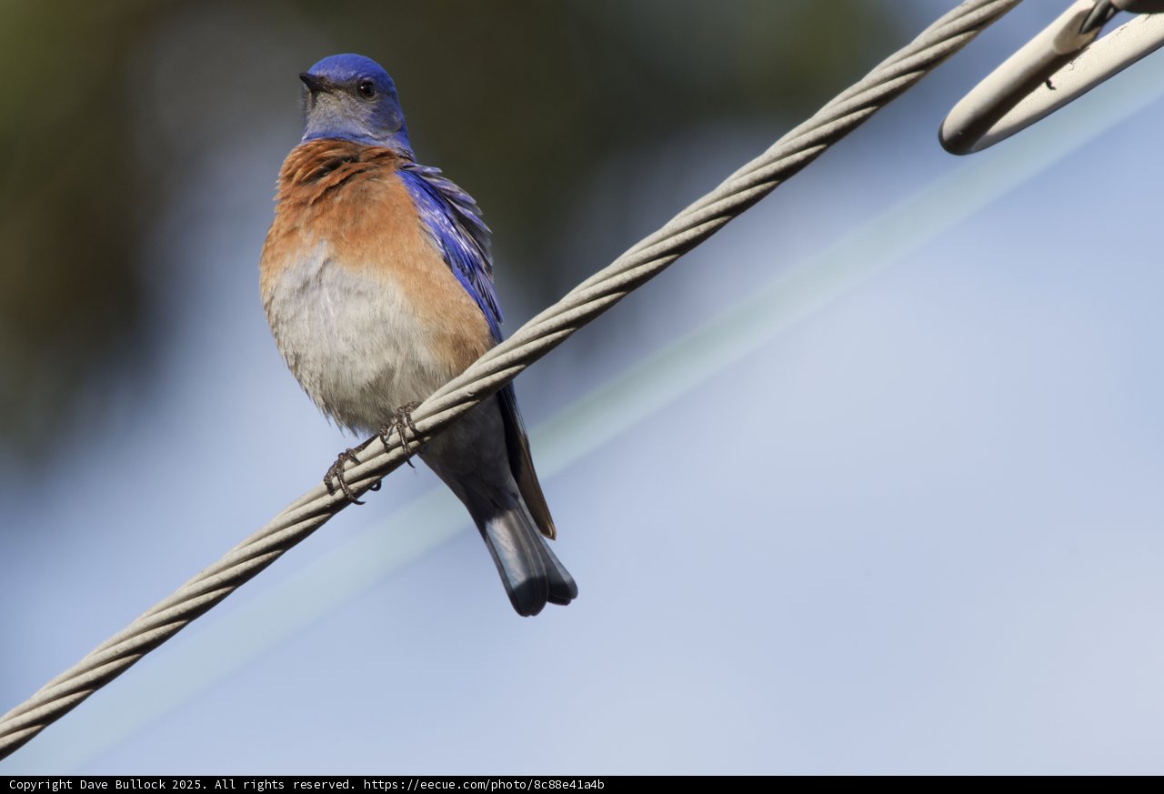 Perched Elegance: A Vibrant Bluebird