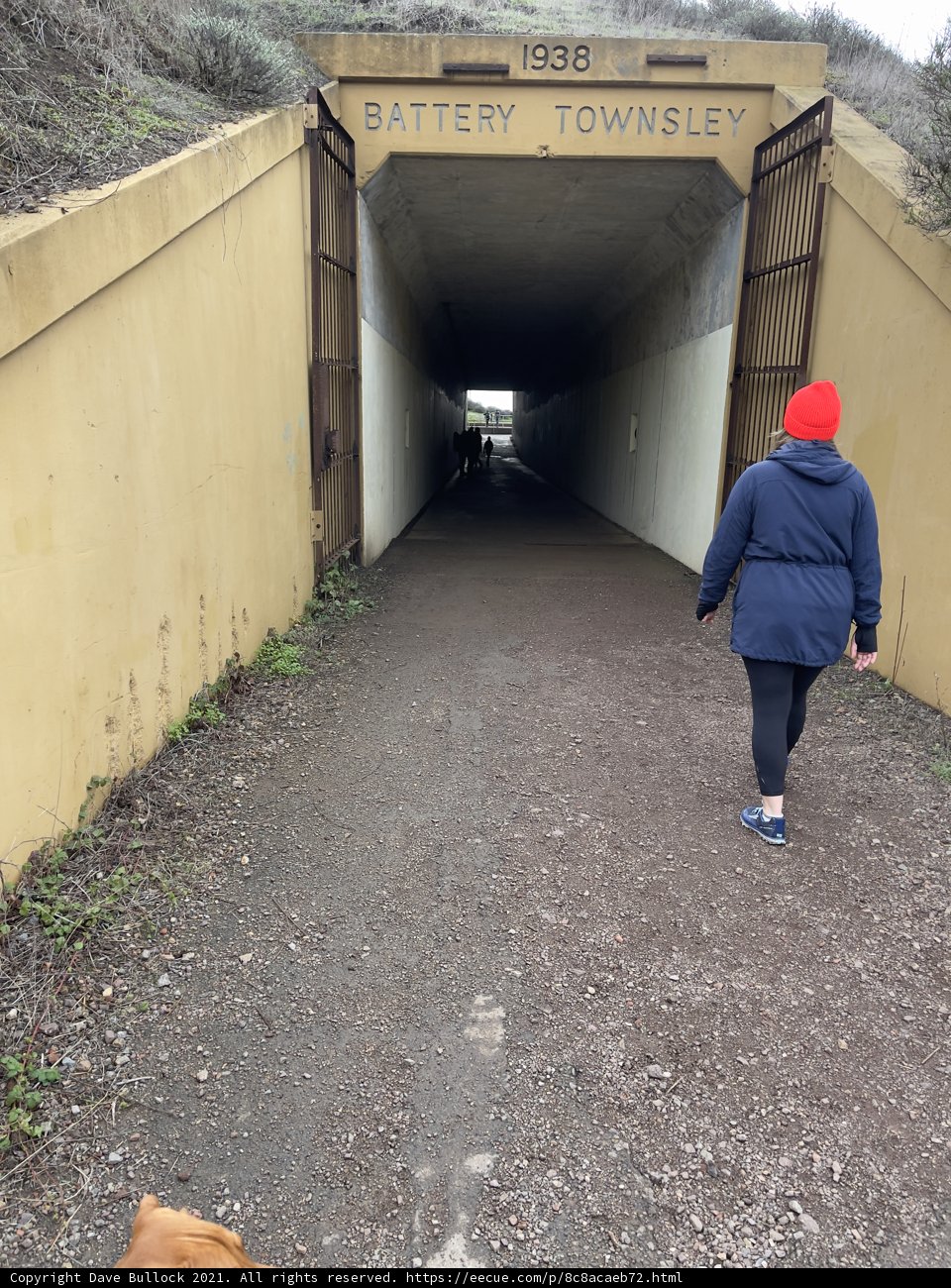 Walking with a Furry Friend