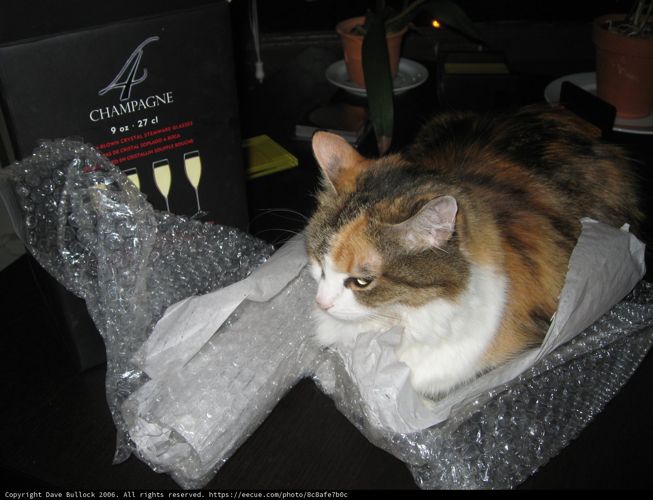 Purrfect Parcel Protector