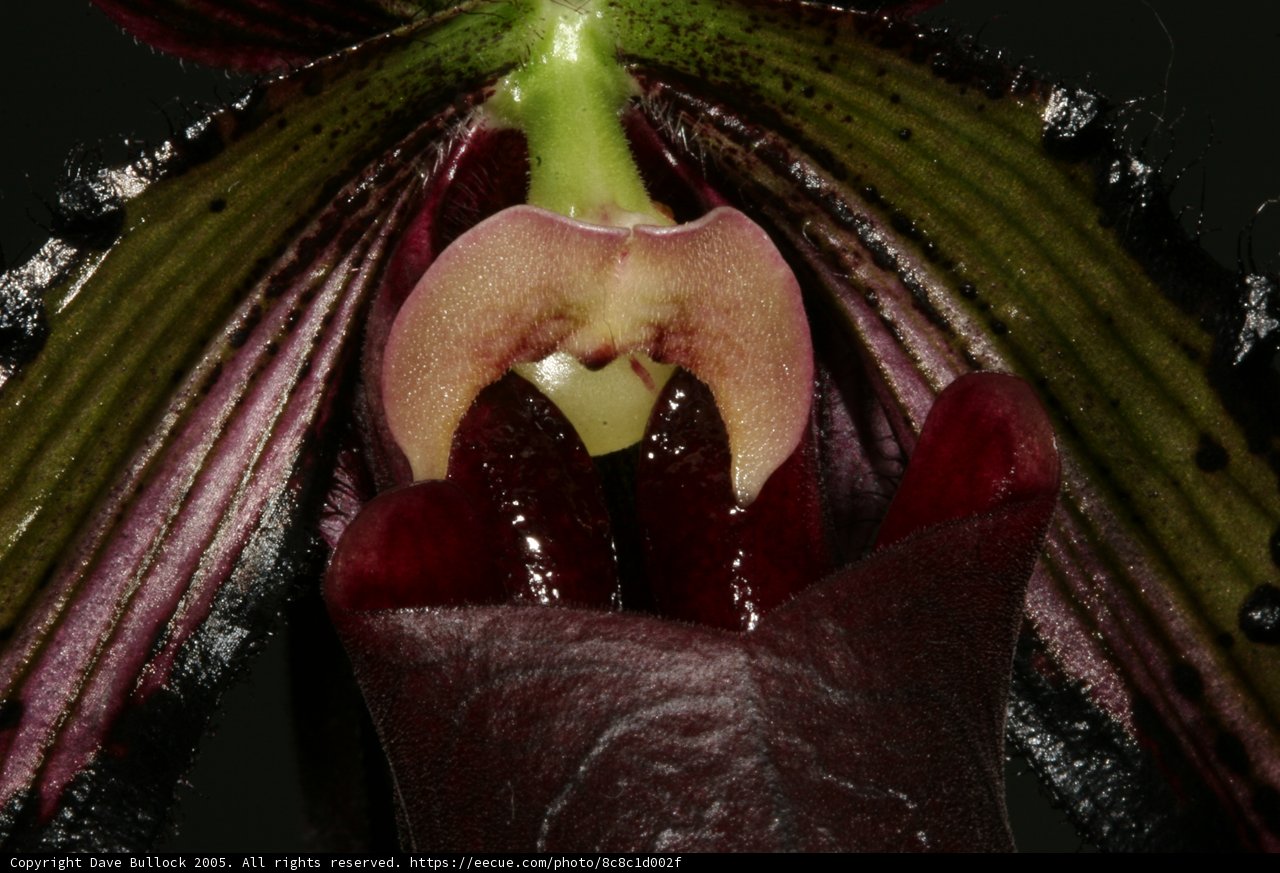 Open-mouthed Orchid