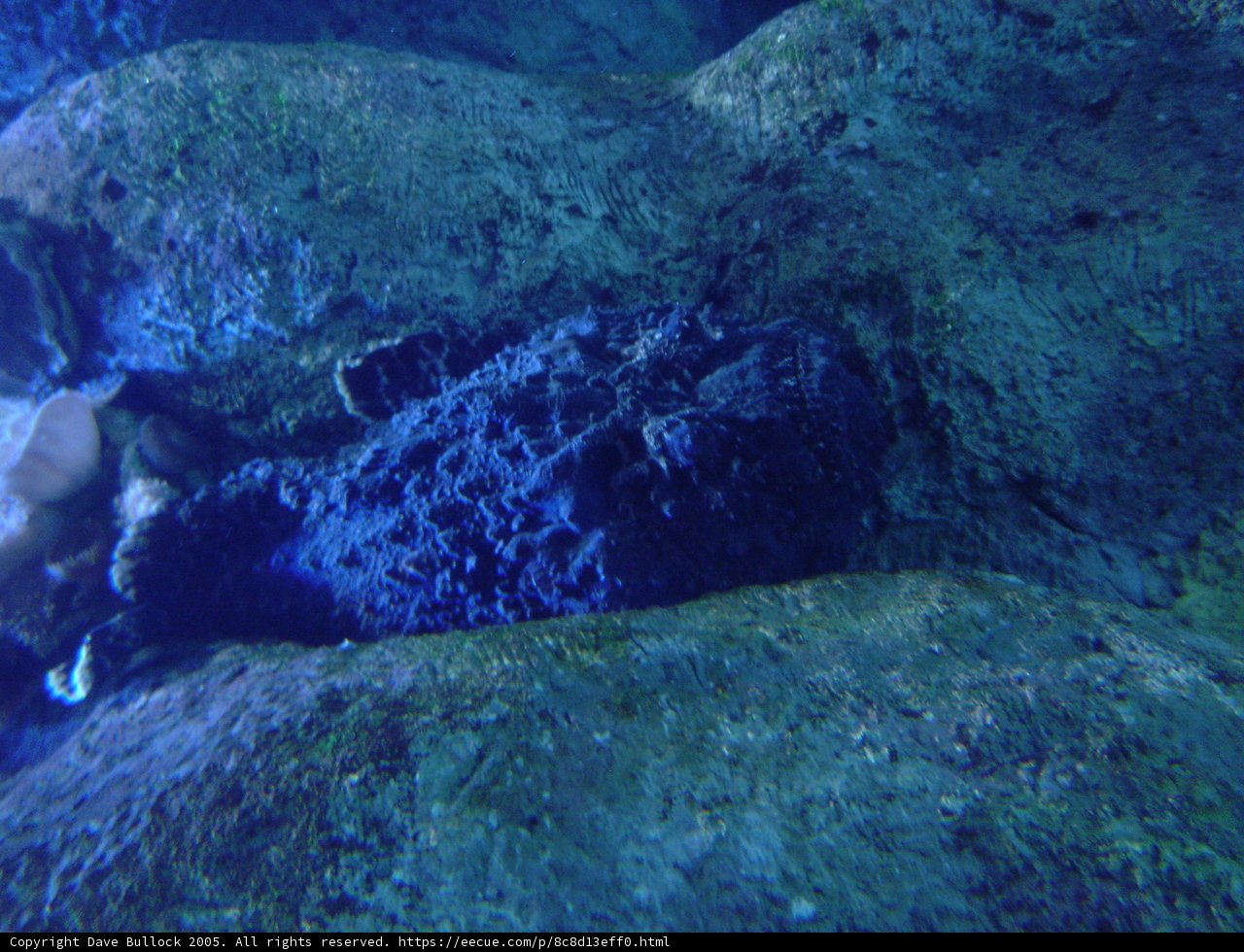 Black Rock on a Coral Reef