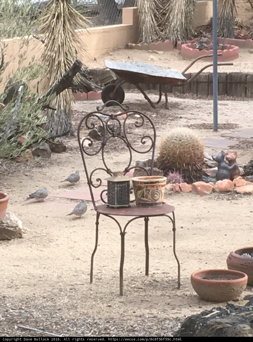 Desert Oasis