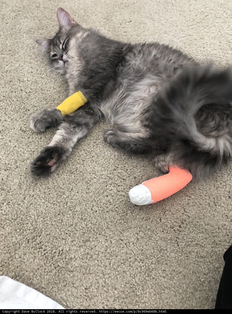 Injured Feline