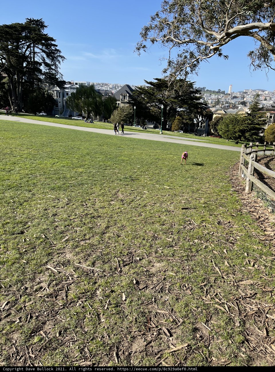 Canine Playground
