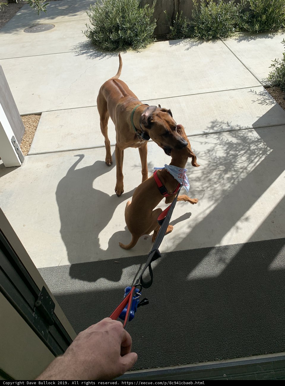 Man Walking Two Dogs on Leashes near San Luis Obispo