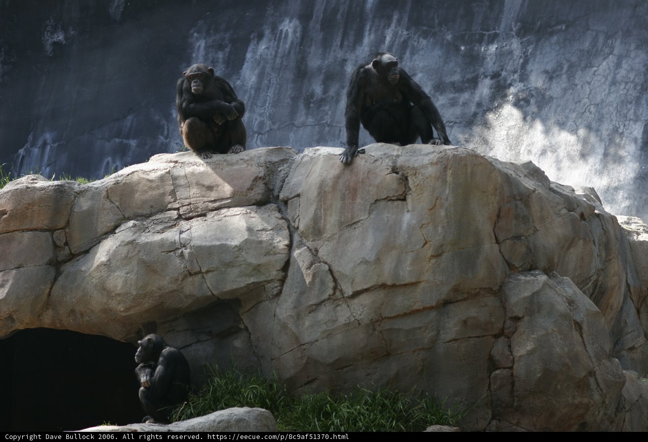 Three Apes in the Wild