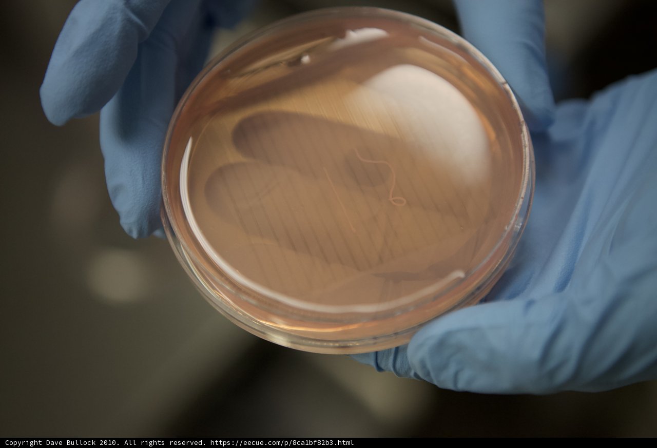 Examining the Brown Liquid