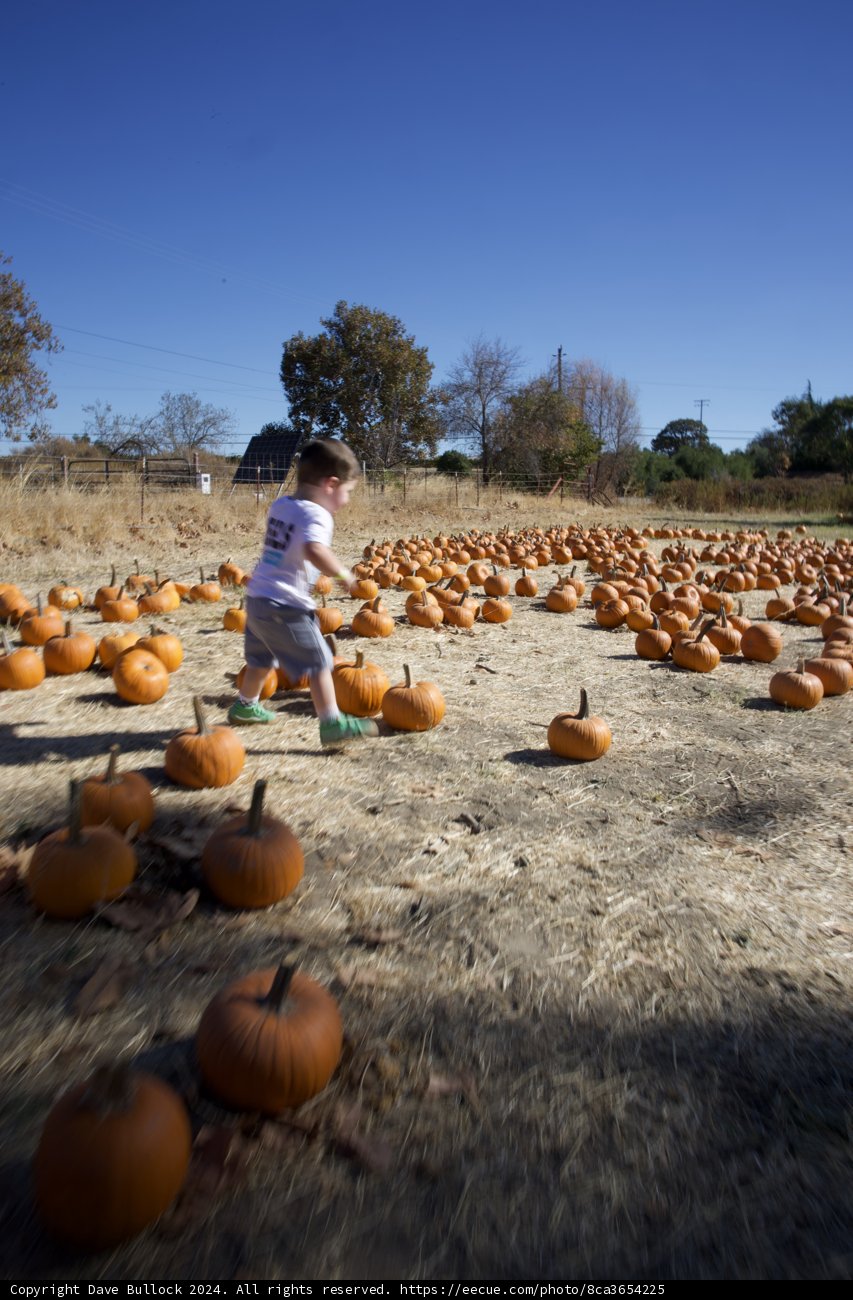 Pumpkin Patch Adventures