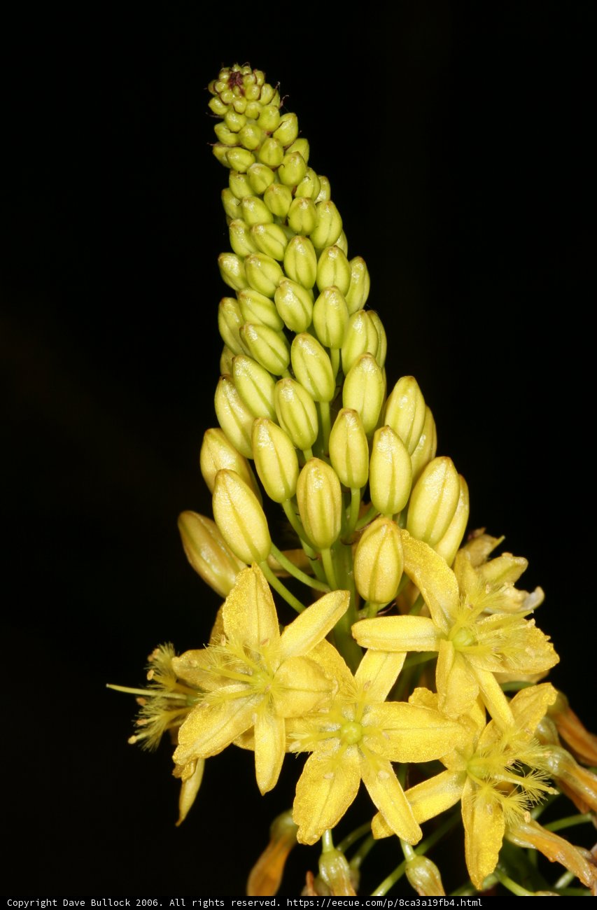 Radiant Lupin Flower