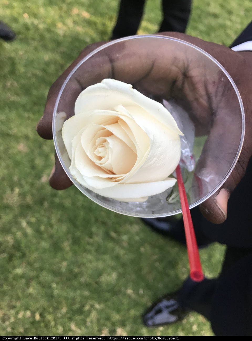 A White Rose with a Twist