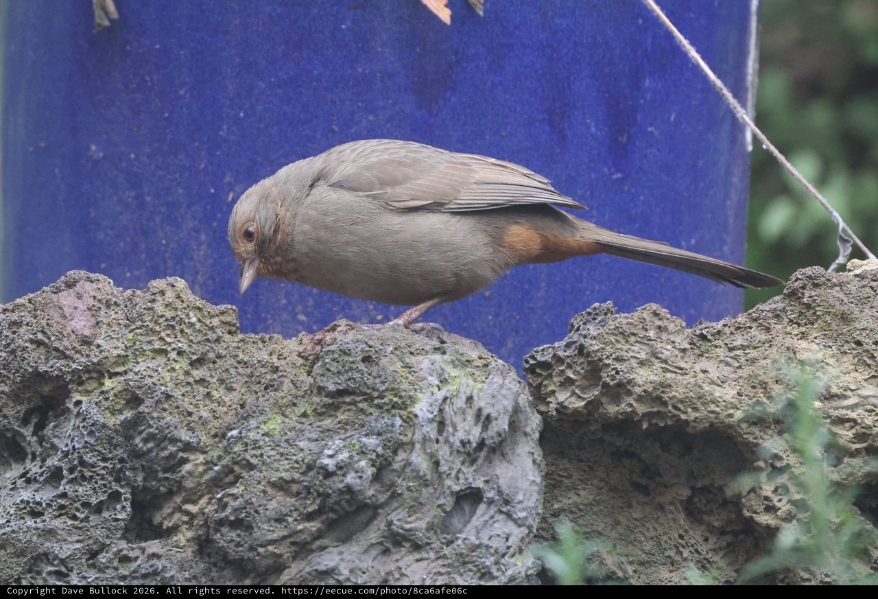 Gray Songbird Perched on Textured Stone Wall