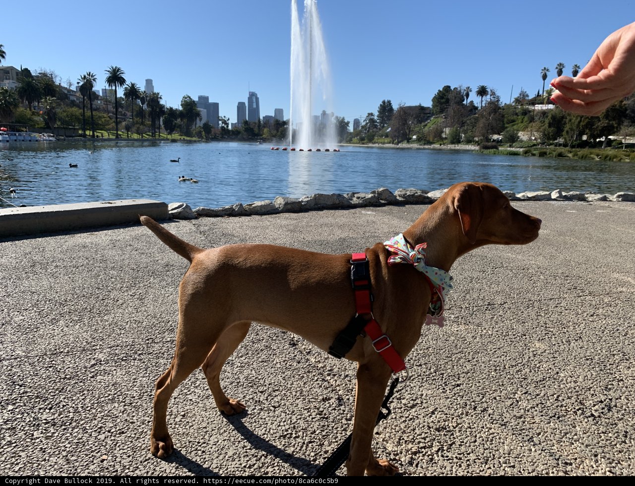 Fountain Fun with Furry Friends