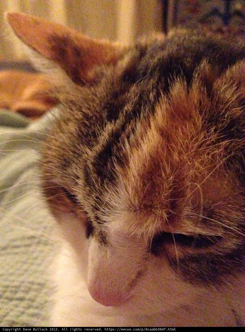 The Sleepy Adult Cat