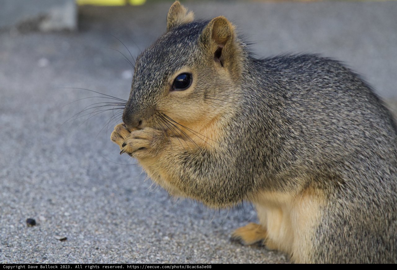 Morning Marvel: A Squirrel in El Sereno, 2023