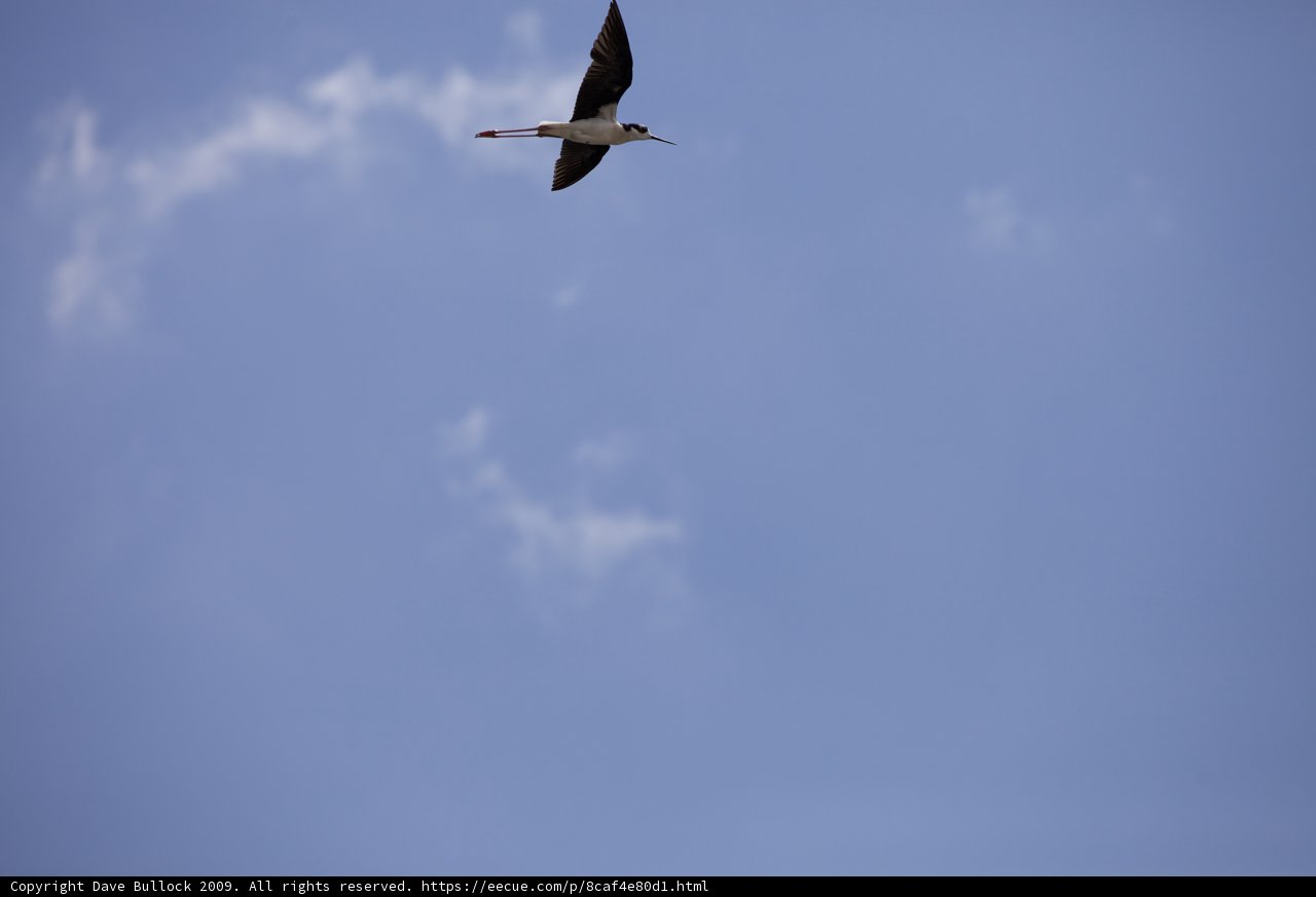 Majestic Flight