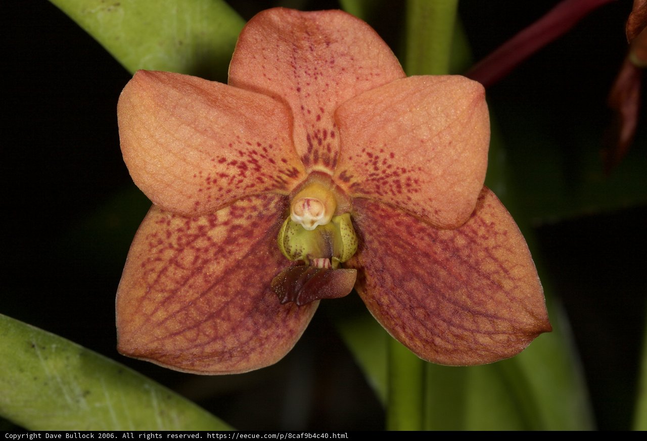 Orange Orchid with Brown Spots