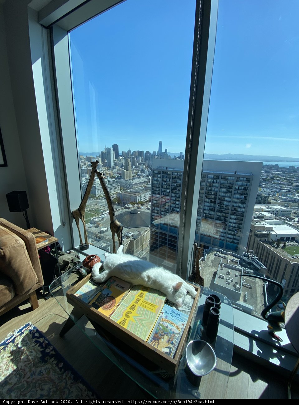 Feline Architecture: A Cat's Guide to City Living