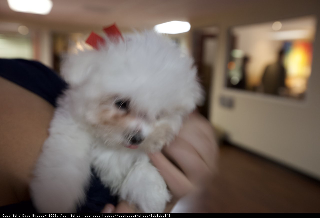 A Cute Addition to the Family