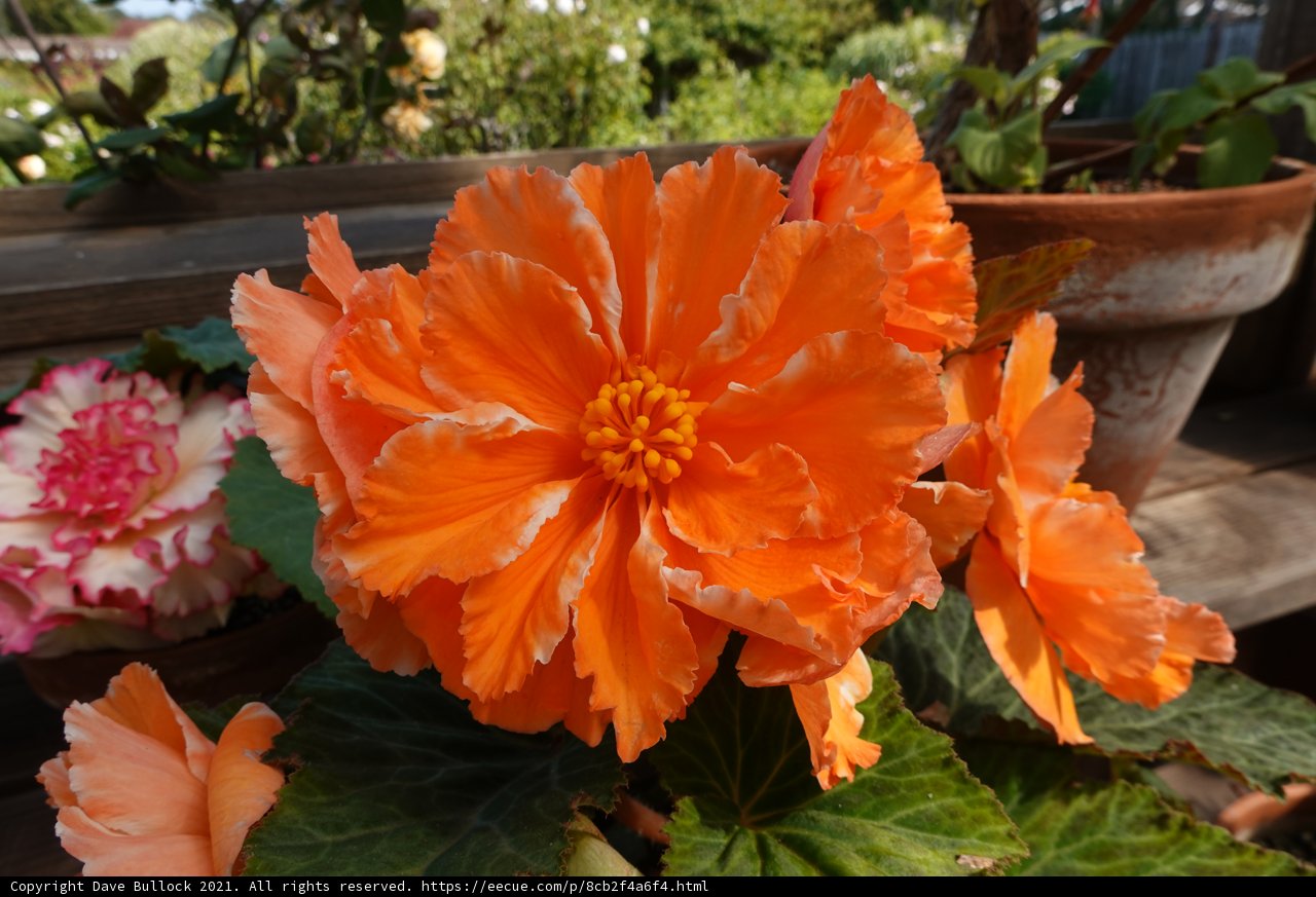 Vibrant Orange Geranium in Fort Bragg