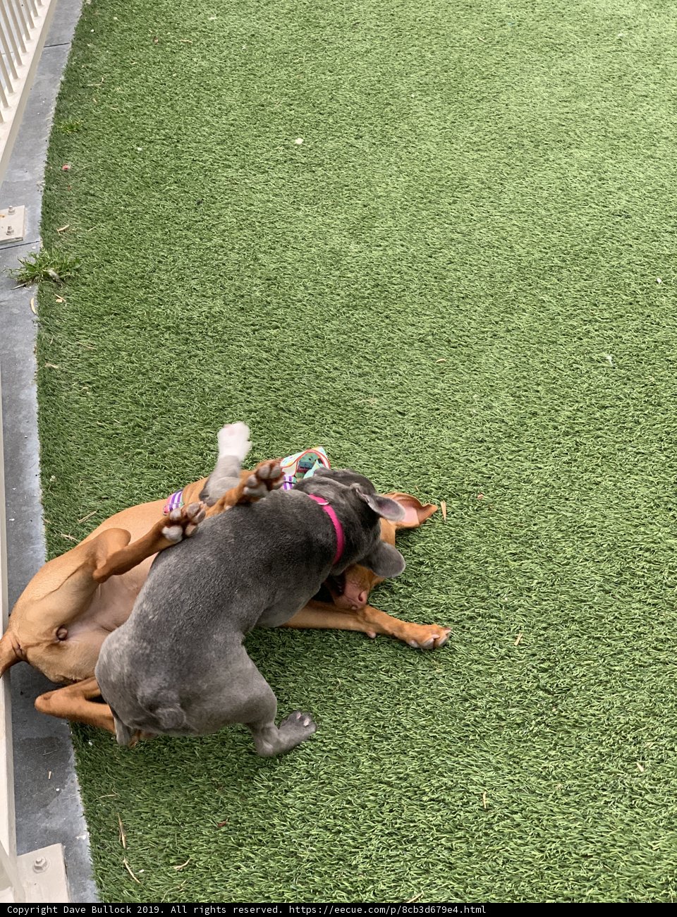 Dog Playtime on the Grass
