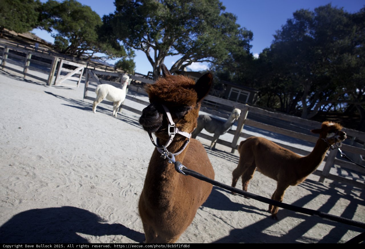 Llamas at the Ranch: A Day in Carmel Valley
