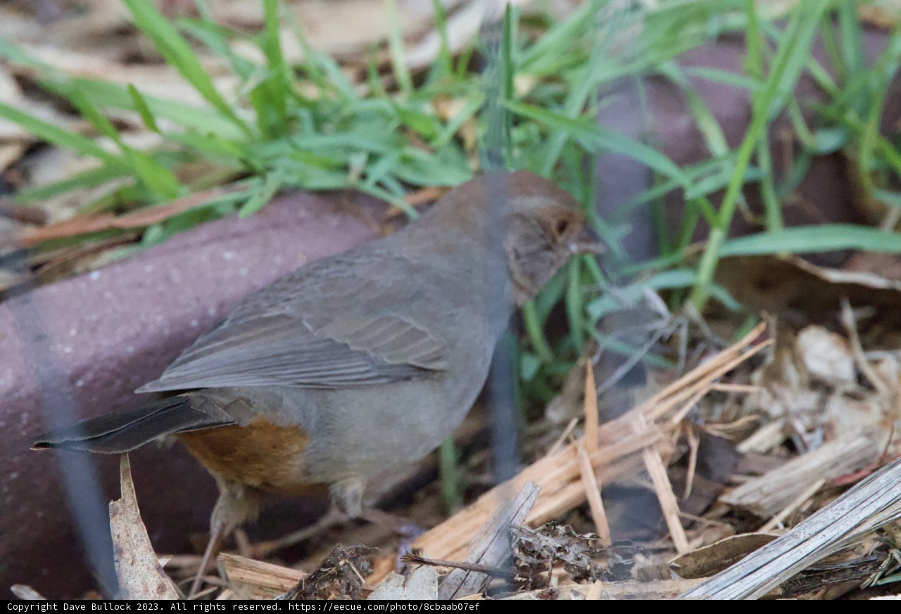 Feathered Nature: The Visitatior at Fort Mason