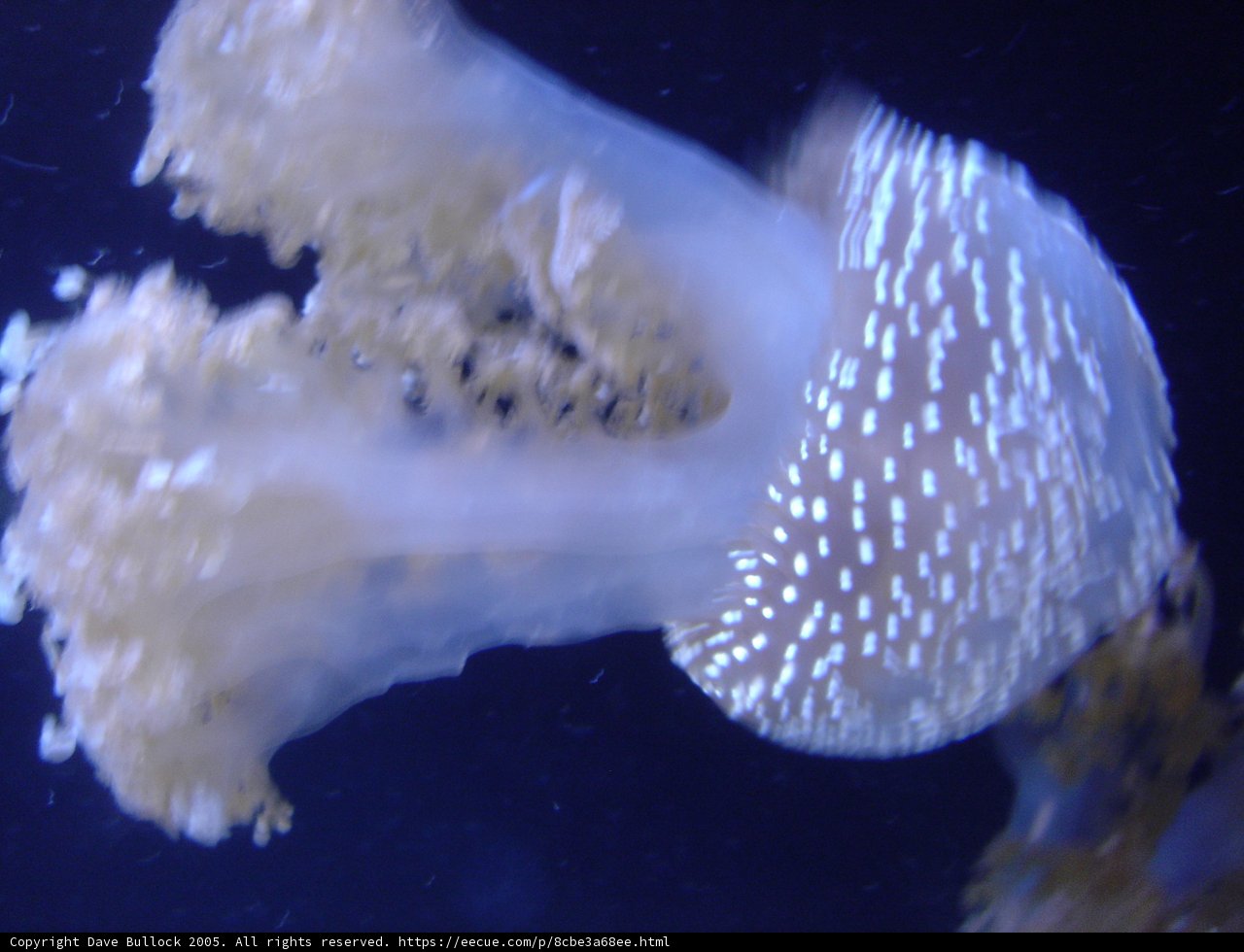 Spotted Sea Creature
