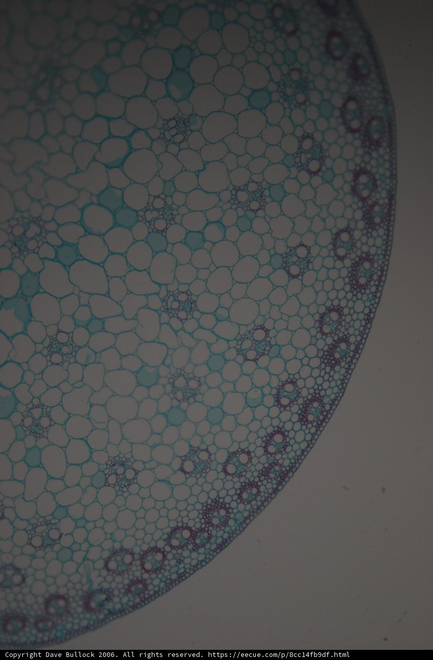 Blue Cellular Rug
