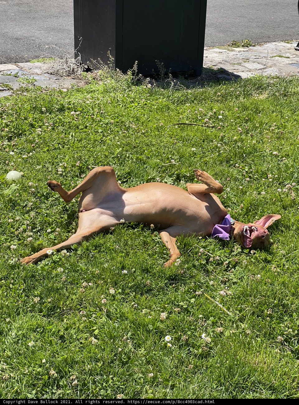 Sunny Day with the Goodest Boy