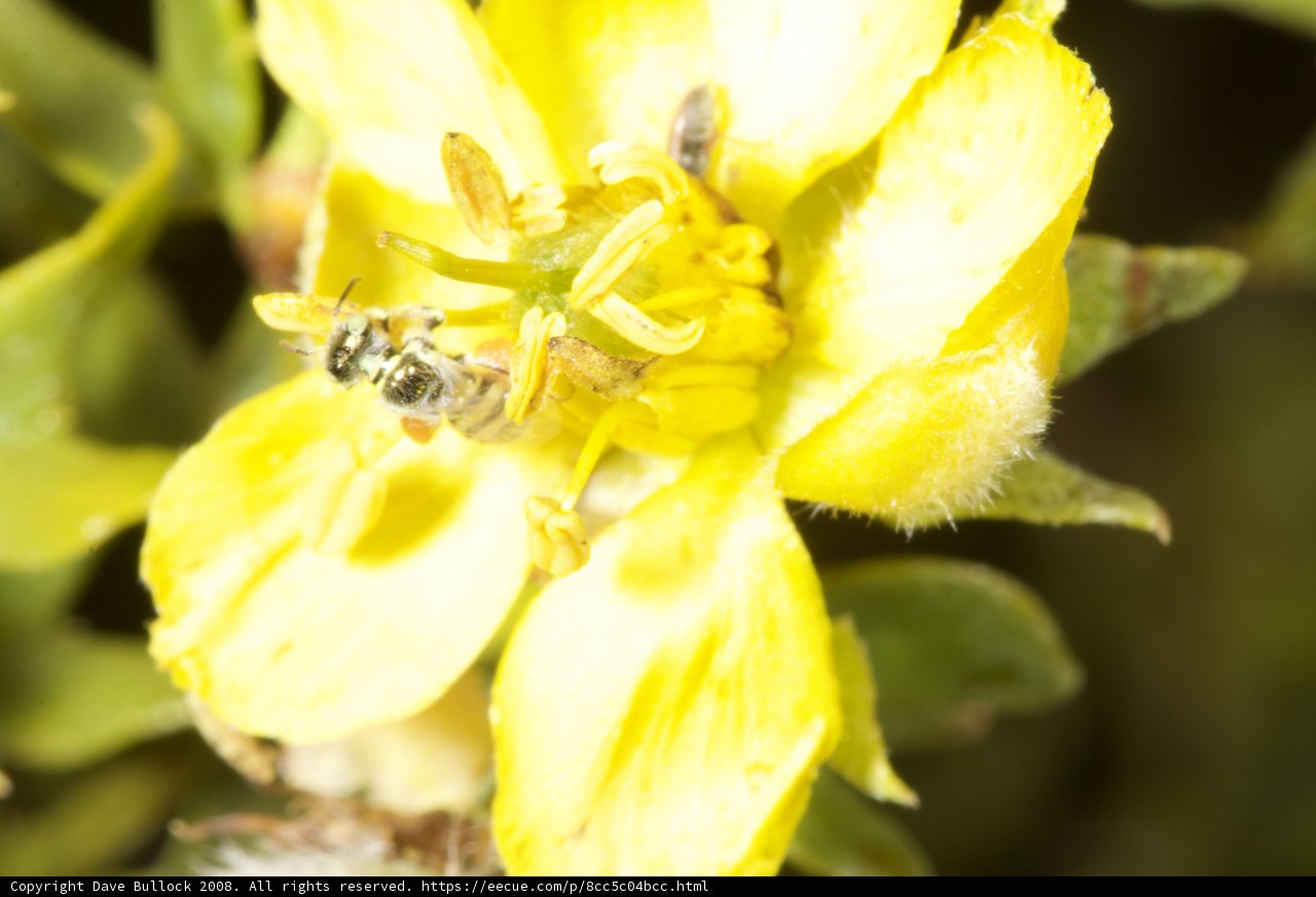 Bee Collecting Pollen on Yellow Flower