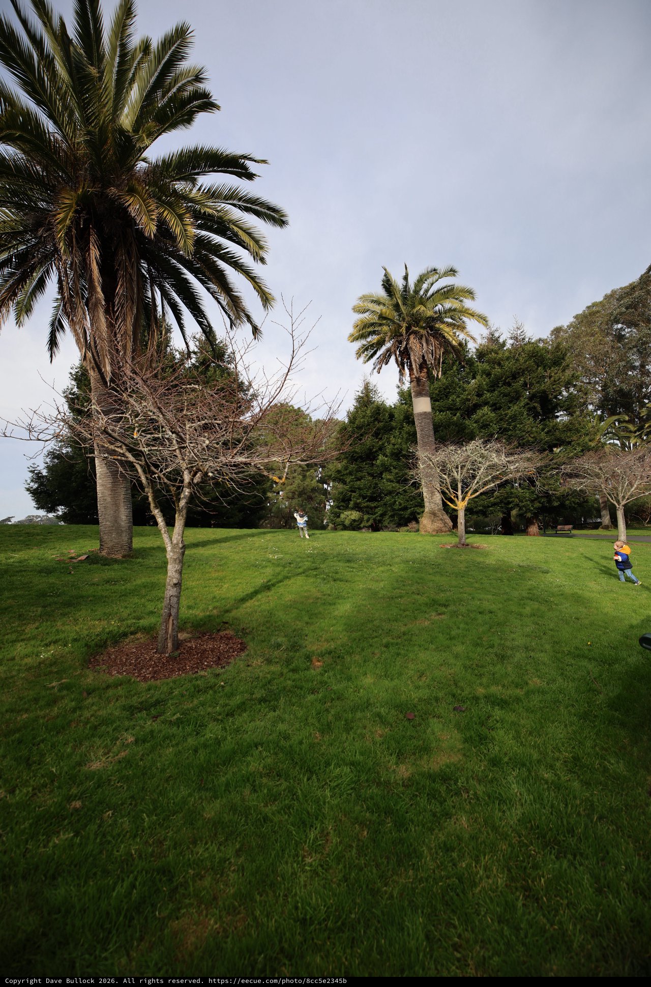 Palm Trees and Bare Branches in Misty Park