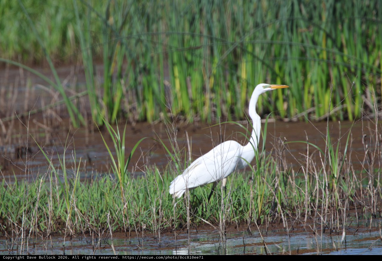 Great Egret Hunting in Rice Field Wetlands