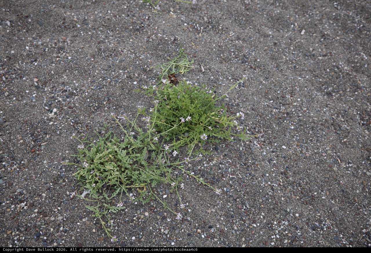 Resilient Wildflower Thriving in Gravel Terrain