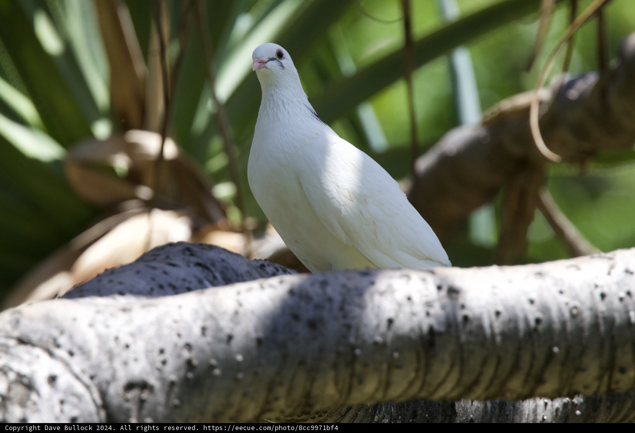 Graceful Vigilance: The White Dove of Honolulu Zoo