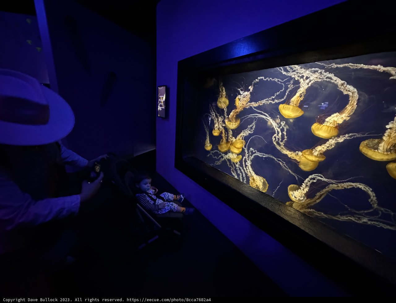 Fascination Underwater: The Jellyfish Encounter