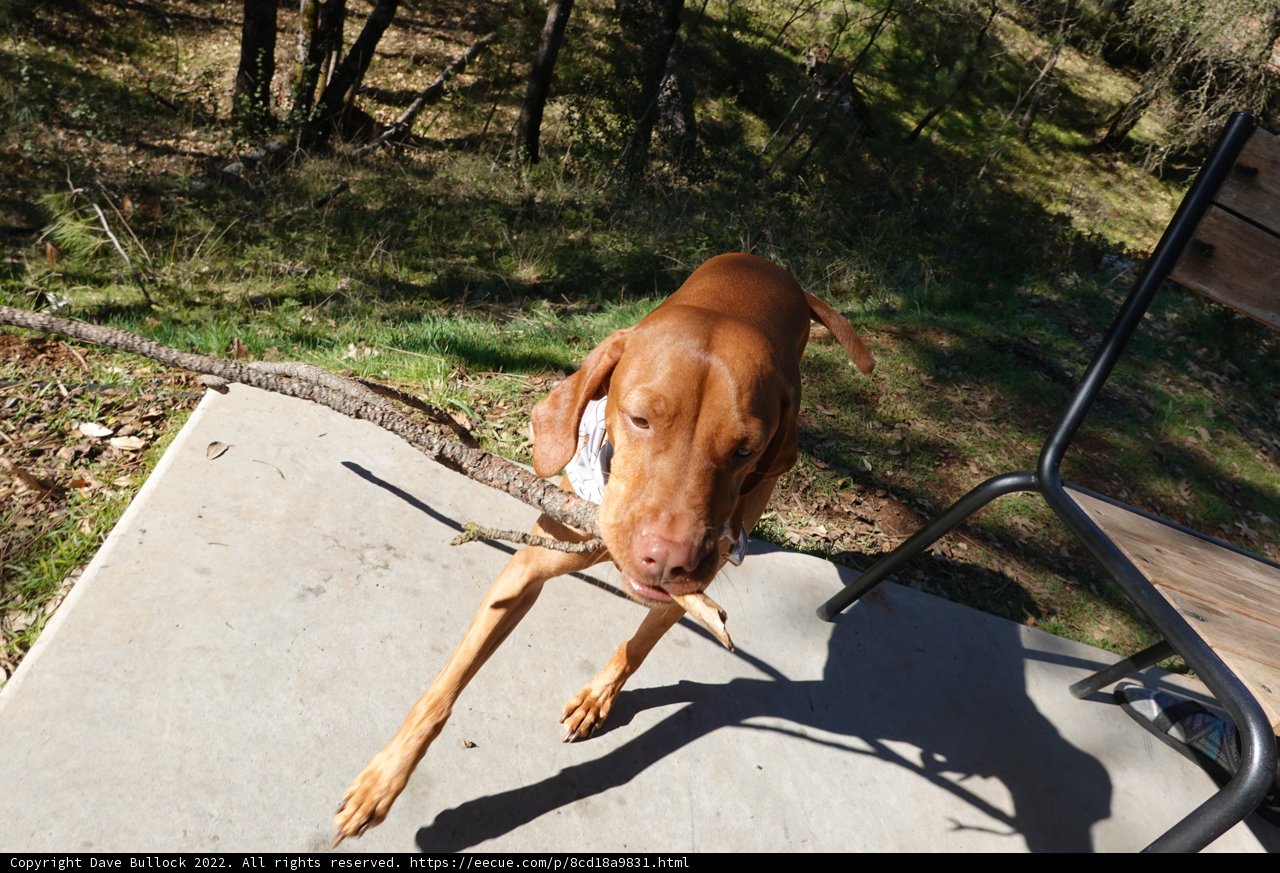 Happy pup with stick in mouth
