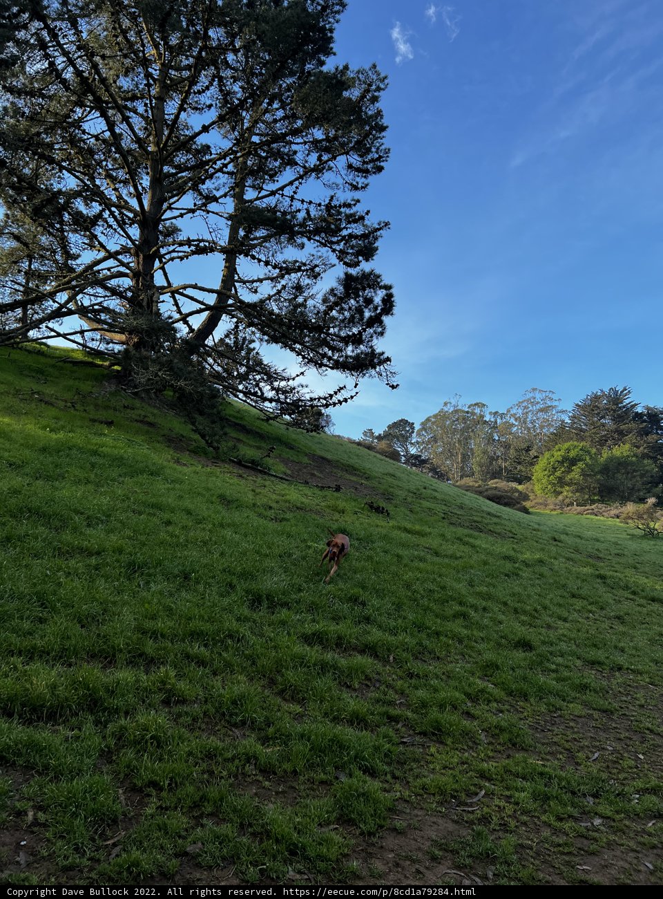 Playful Pup in the Pasture